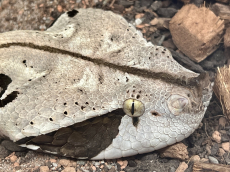 Reptilien Betreuung bei dir Zuhause