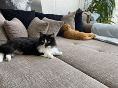 Katzen Betreuung bei dir Zuhause