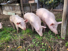 Fleisch von Friedlis Freilandschweinen