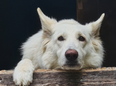 Weisse schweizer Schäfer, Berger Blanc Suisse Welpen