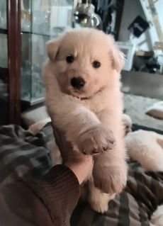 Weisse schweizer Schäfer, Berger Blanc Suisse Welpen