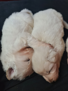 Weisse schweizer Schäfer, Berger Blanc Suisse Welpen