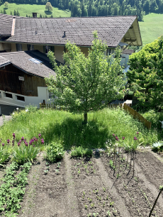 Gemüsegarten-Parzelle zu vermieten in Erlenbach i.S./BE