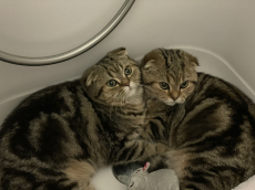 2 Scottish Fold Katzen