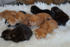 Main Coon Kitten geboren am 16.2.22