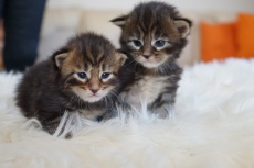Main Coon Kitten geboren am 16.2.22