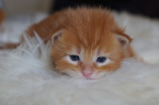 Main Coon Kitten geboren am 16.2.22