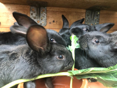 Kaninchen zu verkaufen 