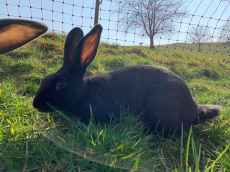 Kaninchen zu verkaufen 