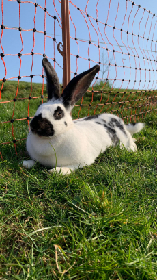 Kaninchen zu verkaufen 