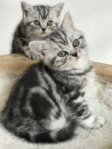 Wunderschöne BRITISCH KURZHAAR KITTEN SILBER TABBY/WHISKAS