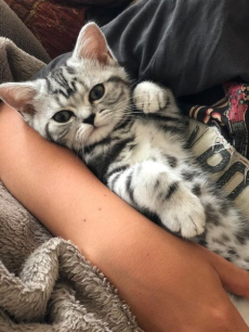 Wunderschöne BRITISCH KURZHAAR KITTEN SILBER TABBY/WHISKAS