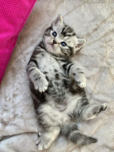 Wunderschöne BRITISCH KURZHAAR KITTEN SILBER TABBY/WHISKAS