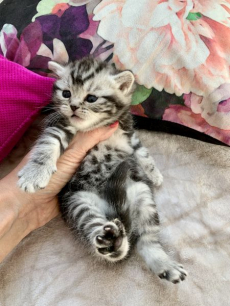 Wunderschöne BRITISCH KURZHAAR KITTEN SILBER TABBY/WHISKAS