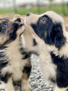 Border Collie Welpen