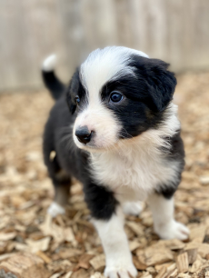 Border Collie Welpen