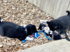 Border Collie Welpen