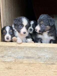 Border Collie Welpen