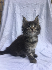 Maine Coon Kittens