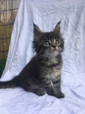 Maine Coon Kittens