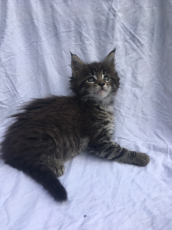 Maine Coon Kittens