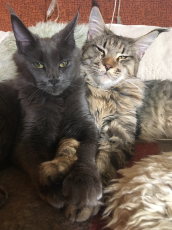 Maine Coon Kittens