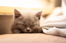 Britisch Longhair Shorthair Kitten