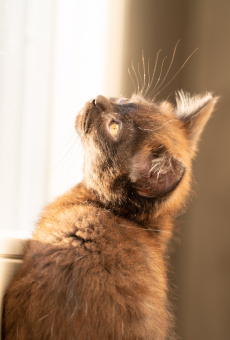 Britisch Longhair Shorthair Kitten