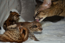 Savannah Kitten / Savannah Katzen