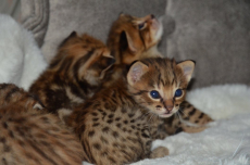 Savannah Kitten / Savannah Katzen