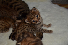 Savannah Kitten / Savannah Katzen