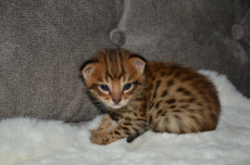 Savannah Kitten / Savannah Katzen