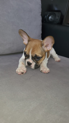 Französische Bulldogge