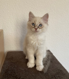 Chaton mâle Ragdoll croisé Sacré de birmanie