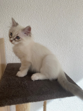 Chaton mâle Ragdoll croisé Sacré de birmanie