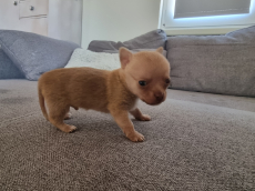 Chihuahua Welpe