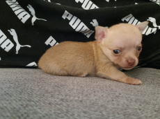 Chihuahua Welpe