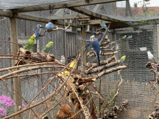 Nestjunge Wellensittiche in verschiedenen Farben 