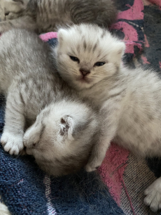 British Shorthair Kitten zu verkaufen 