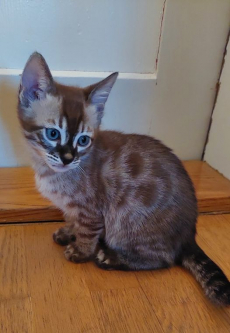 ein Bengal Mädchen und 2 Bengalkater Kitten