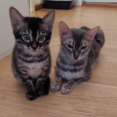 ein Bengal Mädchen und 2 Bengalkater Kitten