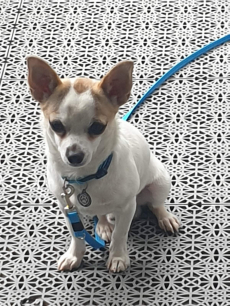 Wunderbarer Chihuahua 