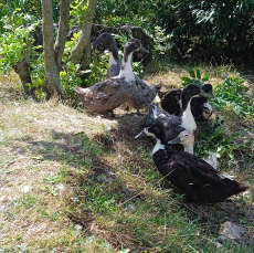 Günni und seine Enten Damen