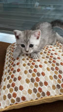 British Shorthair Kitten zu verkaufen 