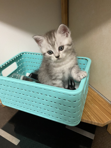 British Shorthair Kitten zu verkaufen 