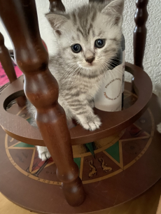 British Shorthair Kitten zu verkaufen 