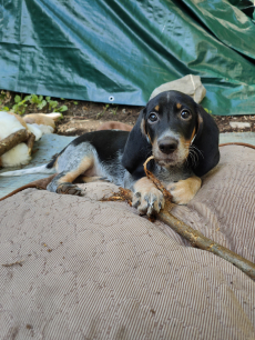 Schweizer Niederlaufhunde ( papierlos)