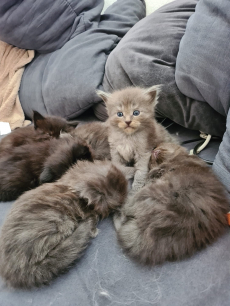 Maine Coon Kitten 