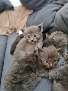 Maine Coon Kitten 