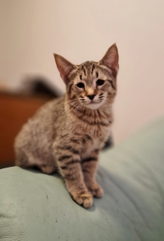 Pixie-Bob kitten 